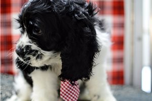 Noland - Cocker Spaniel for sale