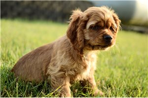 Liam - Cocker Spaniel for sale