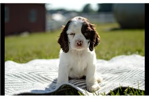 Nigel - Cocker Spaniel for sale