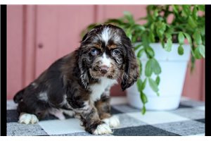 Penn - Cocker Spaniel for sale