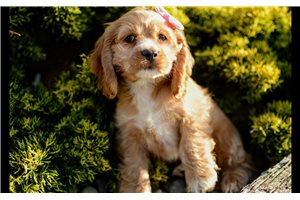 Penny - Cocker Spaniel for sale
