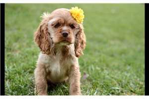 Nisha - Cocker Spaniel for sale