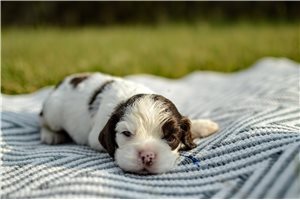 Nigel - Cocker Spaniel for sale