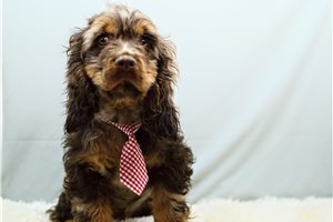 Oliver - puppy for sale