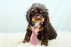 Noah - Cocker Spaniel for sale