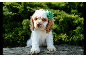 Nikki - Cocker Spaniel for sale
