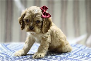 Nisha - puppy for sale