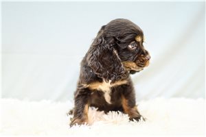 Otto - Cocker Spaniel for sale