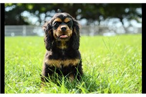 Mason - Cocker Spaniel for sale