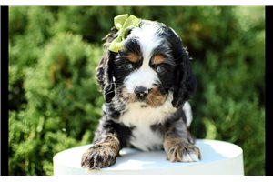 Pandora - Cocker Spaniel for sale
