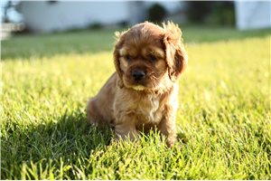 Liam - Cocker Spaniel for sale
