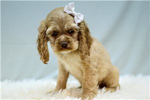 Nisha - Cocker Spaniel for sale