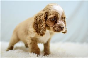 Ozzy - Cocker Spaniel for sale