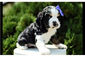 Paloma - Cocker Spaniel for sale