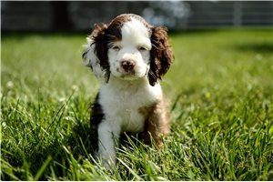 Nicolas - Cocker Spaniel for sale