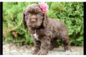 Nutmeg - puppy for sale