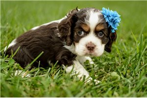 Ocean - Cocker Spaniel for sale