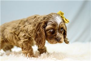 Nila - Cocker Spaniel for sale