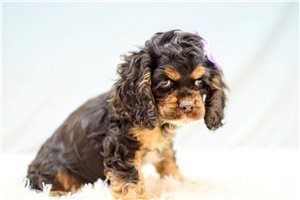 Nirvana - Cocker Spaniel for sale