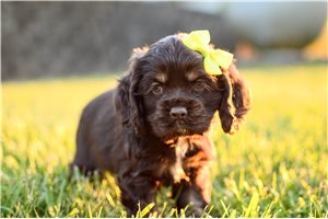 Samantha - Cocker Spaniel for sale