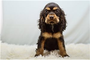 Norm - Cocker Spaniel for sale