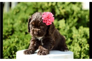Natalia - Cocker Spaniel for sale
