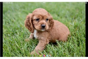 Lucas - Cocker Spaniel for sale
