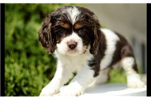 Memphis - Cocker Spaniel for sale