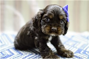 Oxana - puppy for sale