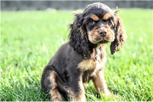 Norm - Cocker Spaniel for sale