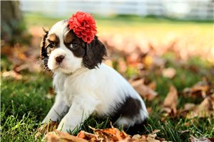 Olivia - Cocker Spaniel for sale
