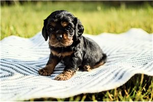Mason - puppy for sale