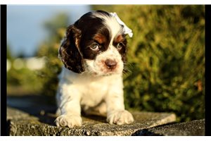 Trixie - Cocker Spaniel for sale