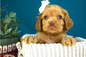 Brianna - puppy for sale