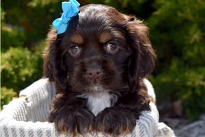 Lacey - Cocker Spaniel for sale