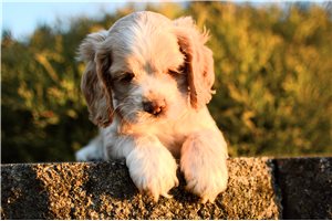 Sylvester - Cocker Spaniel for sale