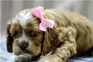 Nila - puppy for sale