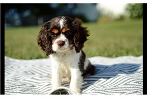 Memphis - Cocker Spaniel for sale