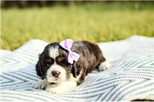 Magpie - Cocker Spaniel for sale