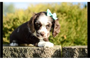 Raya - Cocker Spaniel for sale