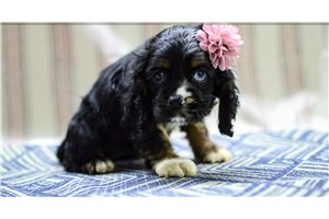 Henna - Cocker Spaniel for sale