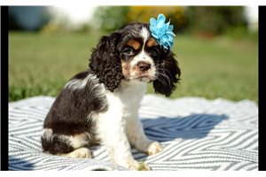 Magpie - Cocker Spaniel for sale