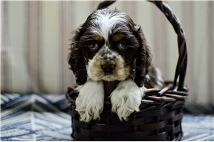 Miles - puppy for sale