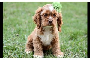 Nila - Cocker Spaniel for sale