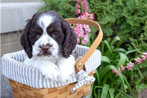 Morris - puppy for sale