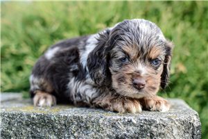 Sebastian - Cocker Spaniel for sale