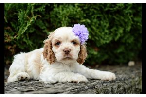 Nikki - Cocker Spaniel for sale