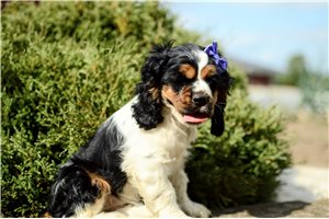 Myrtle - Cocker Spaniel for sale