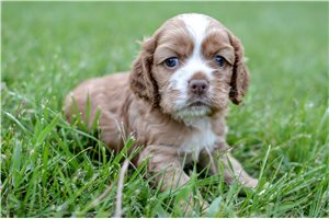 Tommy - puppy for sale