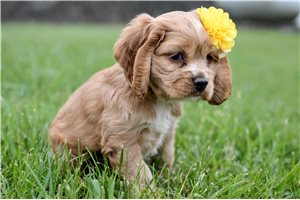 Penny - Cocker Spaniel for sale